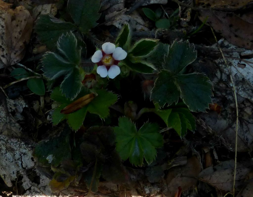 Potentilla micrantha